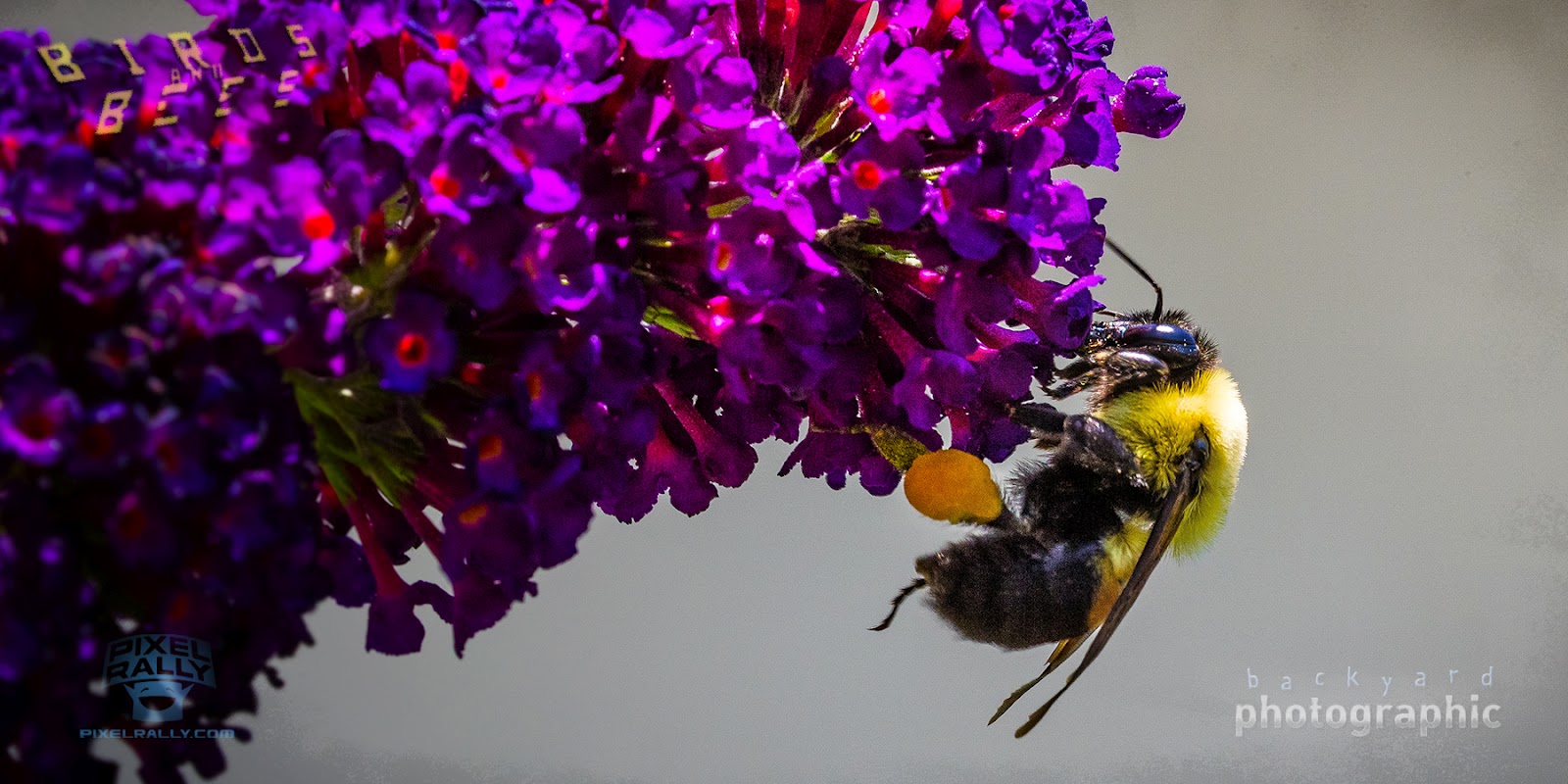 Backyard Photographic 026. Birds and Bees