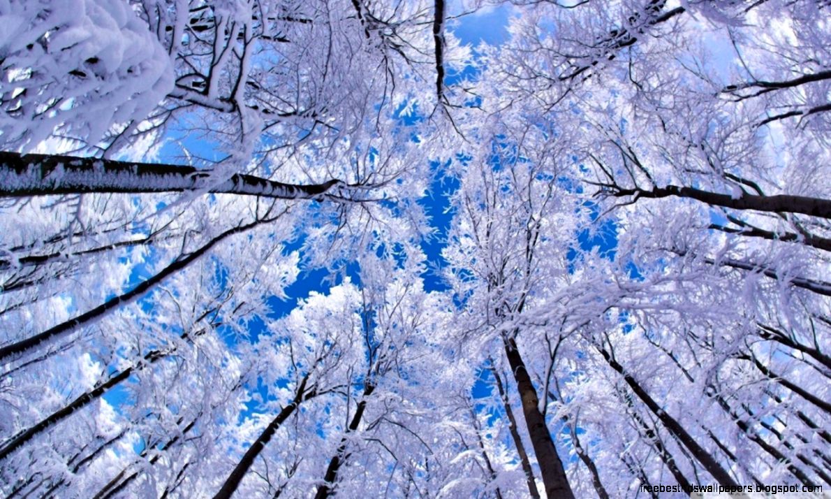 Looking Up Through Trees Winter HD desktop wallpaper  High