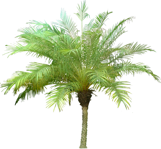 Palm Asia International Travel And Tours Agency Urdaneta City Pangasinan Palm Asia International Travel And Tours Agency Urdaneta City Pangasinan