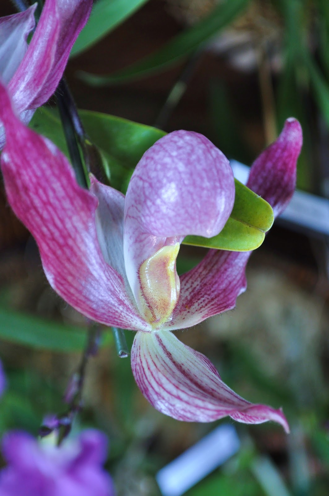 My Hawaiian Home: Hilo Orchid Show Photos