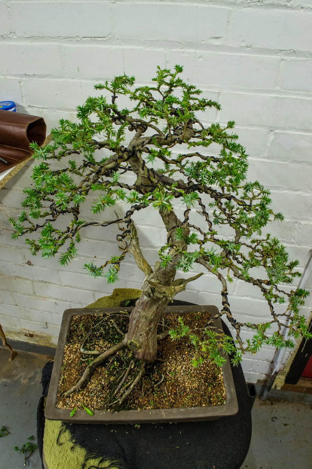 Dj Bonsai Juniperus Squamata Meyeri Pt 4