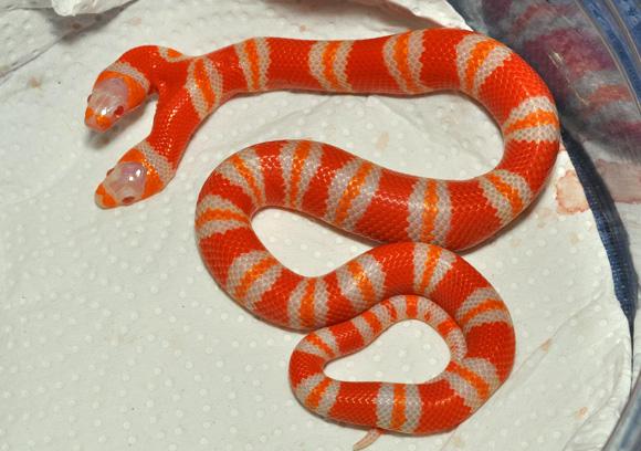 andaru71: Amazing Two Headed Milk Snake : Albino Milk Snake