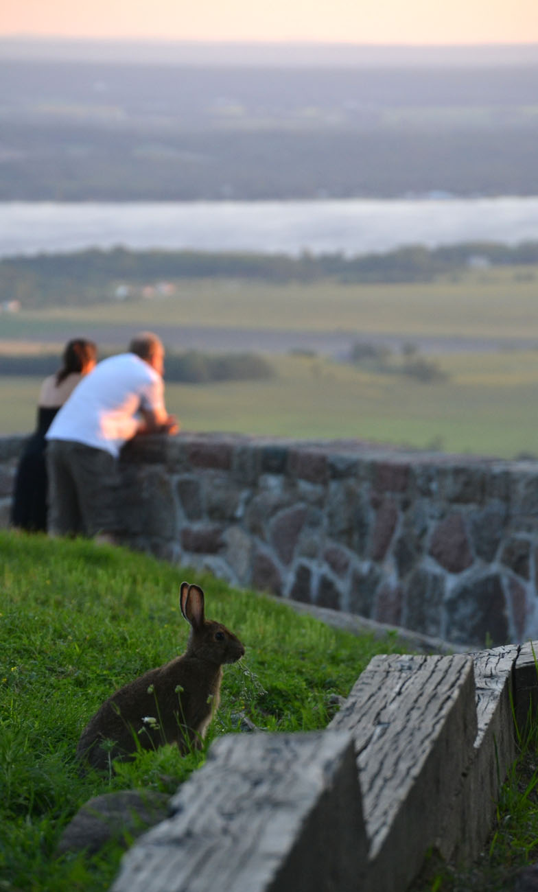 Woods Walks and Wildlife Adventures in Ottawa, Part 2 Snowshoe Hare