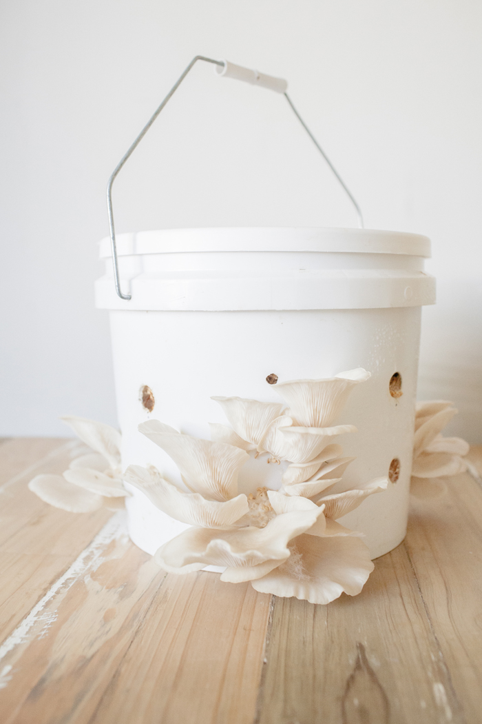 growing mushrooms in a bucket growing oyster mushrooms in a bucket