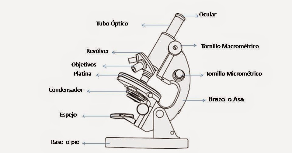 Enseñanza de la Biologia El Microscopio Óptico y sus partes Enseñanza de la Biologia El Microscopio Óptico y sus partes