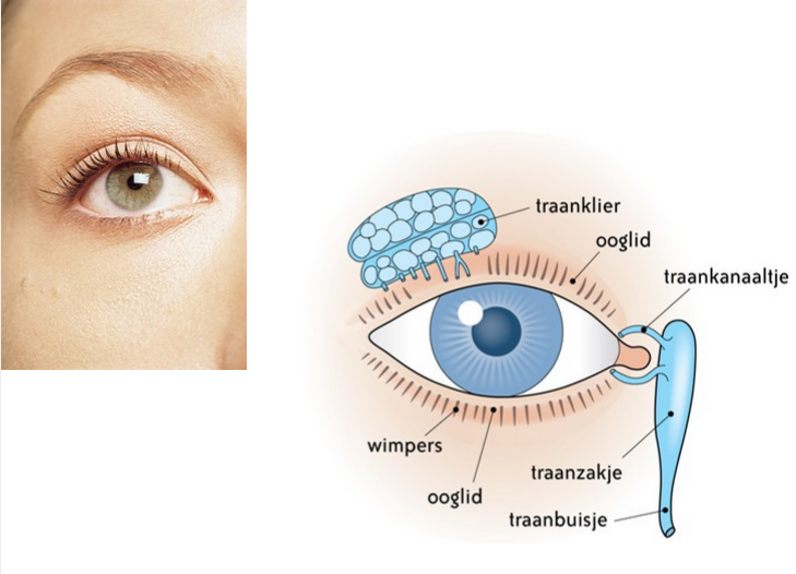 Klassite biologie derde jaar ASO wetenschappen thema 'het menselijk oog' Beschermende delen