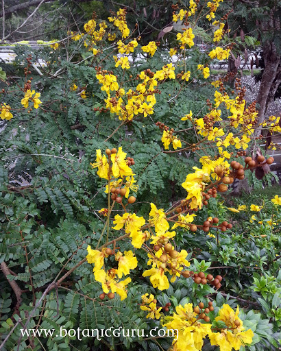 Caesalpinia sappan, East Indian Redwood, Sappan Wood