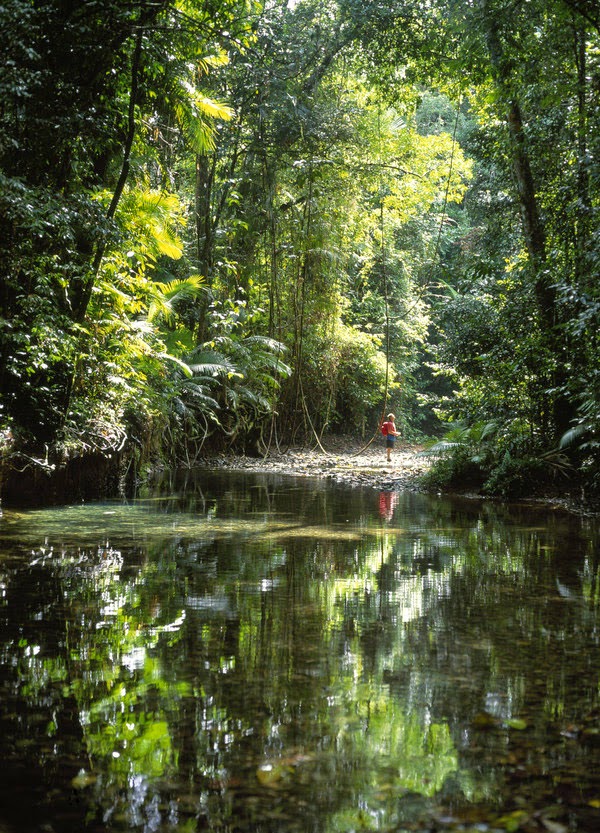 telcel2u cape tribulation daintree national park body composition chart