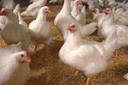 Referensi Harga Ayam Broiler Mei 2019