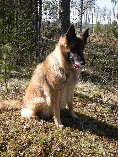 Dog Pictures: Belgian Shepherd dog (Tervuren)