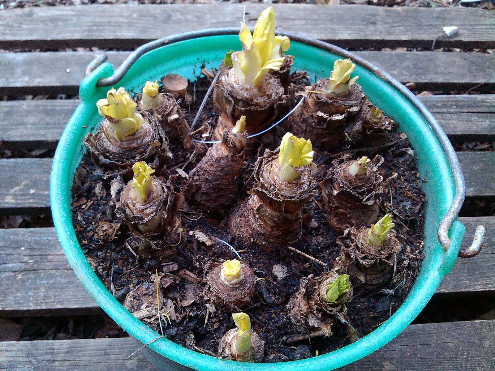 endive
