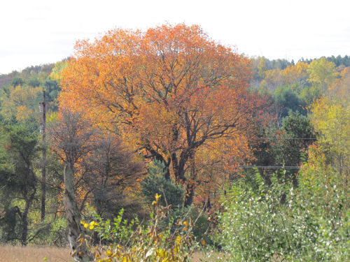 hybrid cherry tree in autumn