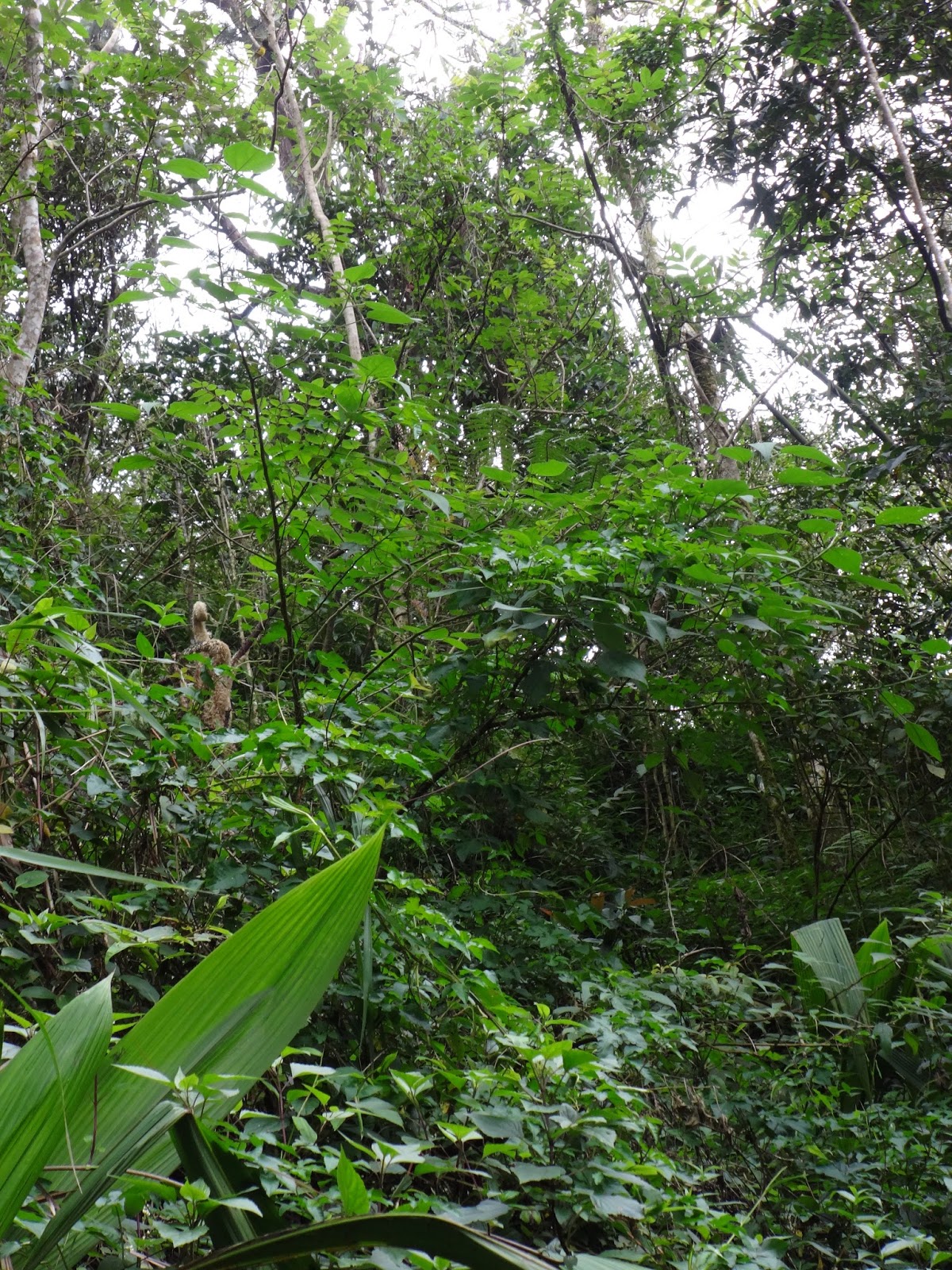 Herbs from Distant Lands: Pipturus spp. - Mamaki Tea, Handalamay, Armwe ...