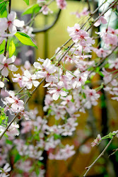 dango hanami flower viewing japanese rry blossoms dumpling sakura haven cookie season