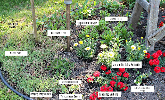 A Junk Garden Border Planting Diagram #annuals #perennials #lilies #junkgarden #gardenjunk #containergarden