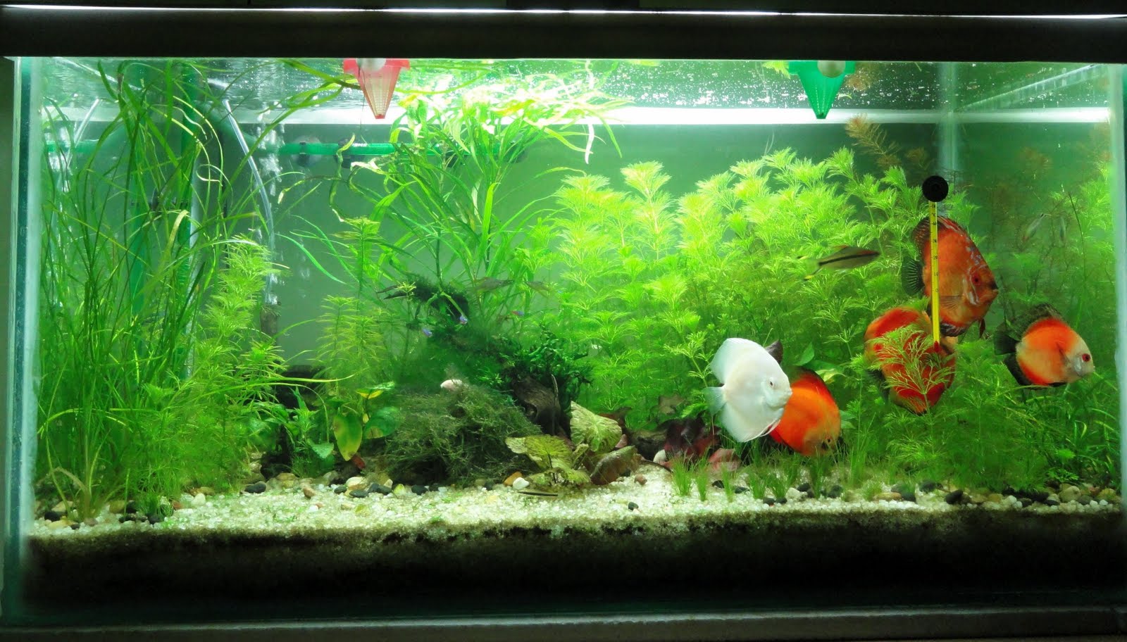 My Aquarium Blog Planted Discus Aquarium