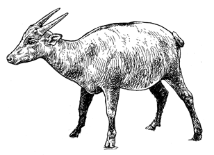 53 Gambar Hewan Anoa