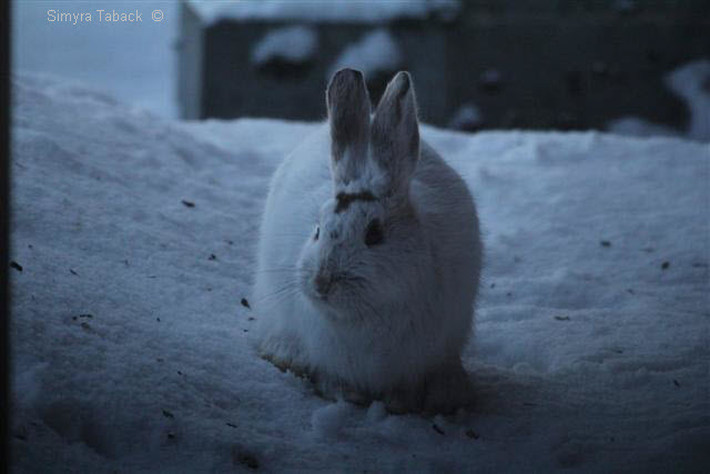 Bears at Hallo Bay: Alaska Rabbit + poem