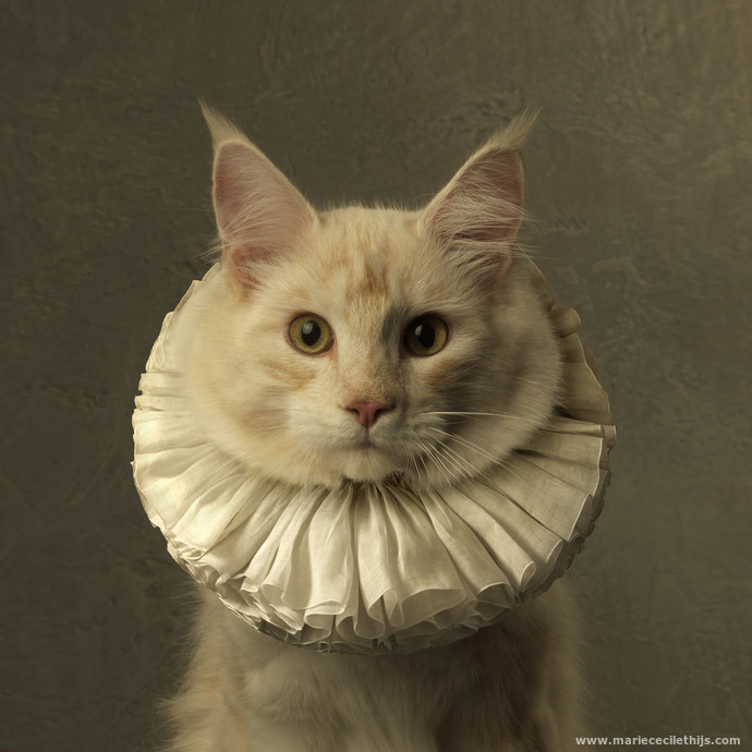 Content in a Cottage Cats Wearing White Collars (Ruffs)