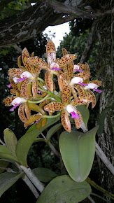 Orquidea Butata