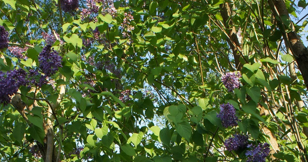 Berson und ich. Teil I