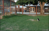 Crazy Cat GIF • OMG  Incredibly amazing! A small house Cat is really brave and challenges a big lion