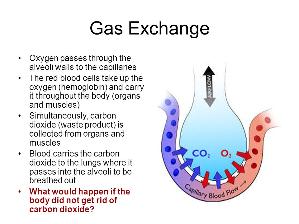 Grade 9 Sem 2 Chapter 11 Gas Exchange In Humans