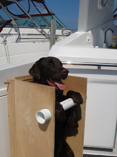 cão passeando no barco