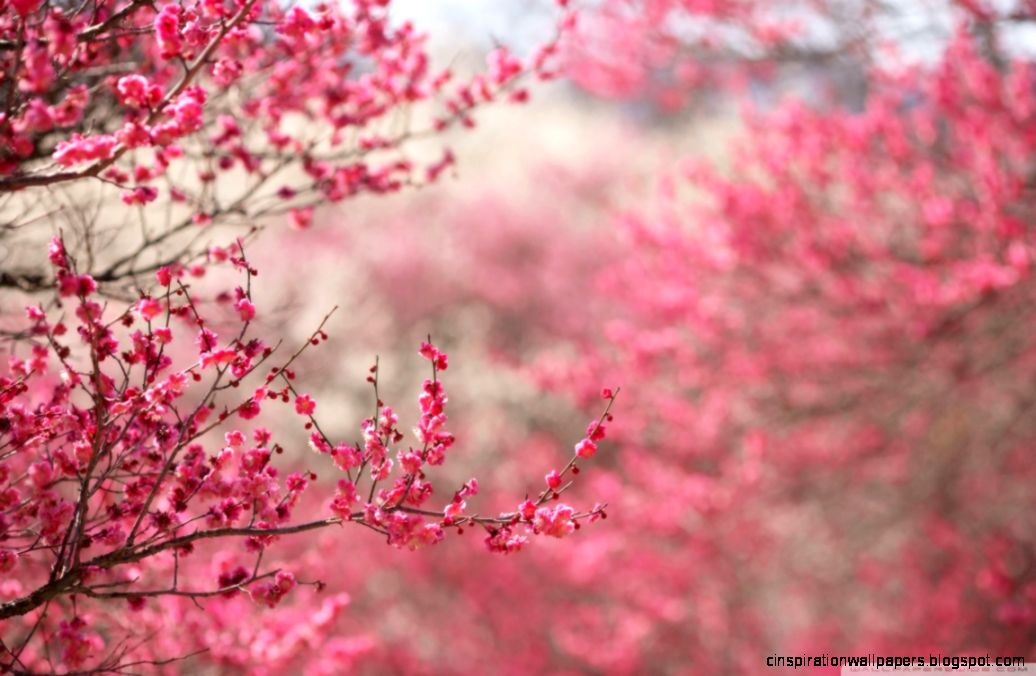 Sakura Cherry Blossom HD desktop wallpaper  High Definition