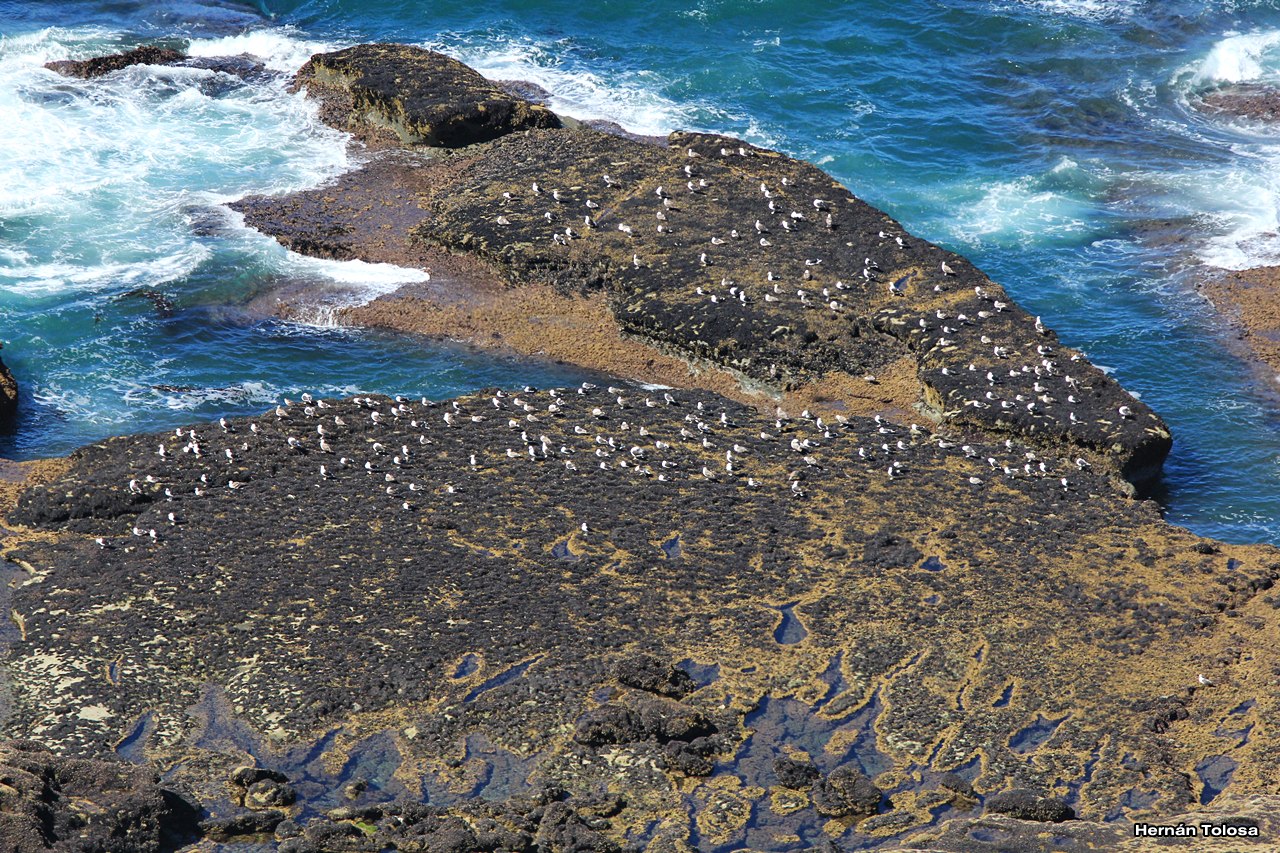Patagonia Reserva Natural Punta del Marqués