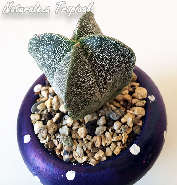 Astrophytum myriostigma var. quadricostatum creciendo en sustrato para cactus