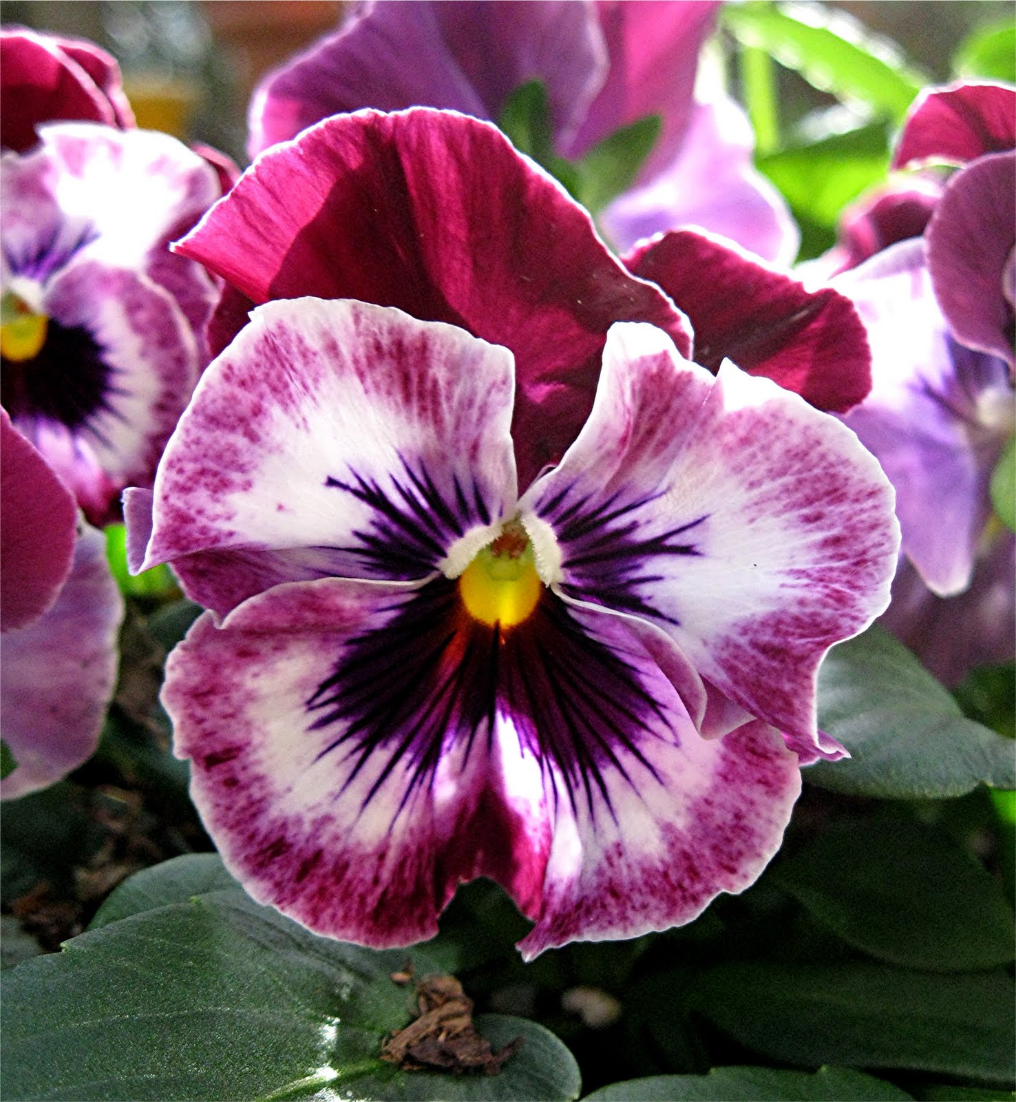 Pansies Home Depot