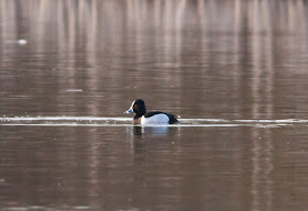 Ring-necked Duck - Priorslee Lake