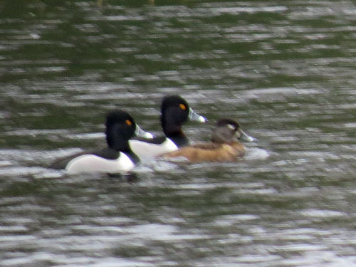 Ring-neck ducks