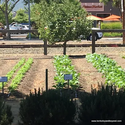 lettuce garden at Long Meadow Ranch in St. Helena, California