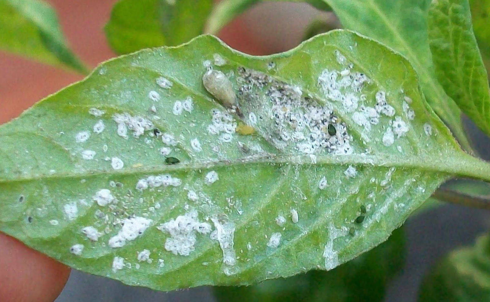 Evitar y eliminar plagas más comunes del huerto ecológico