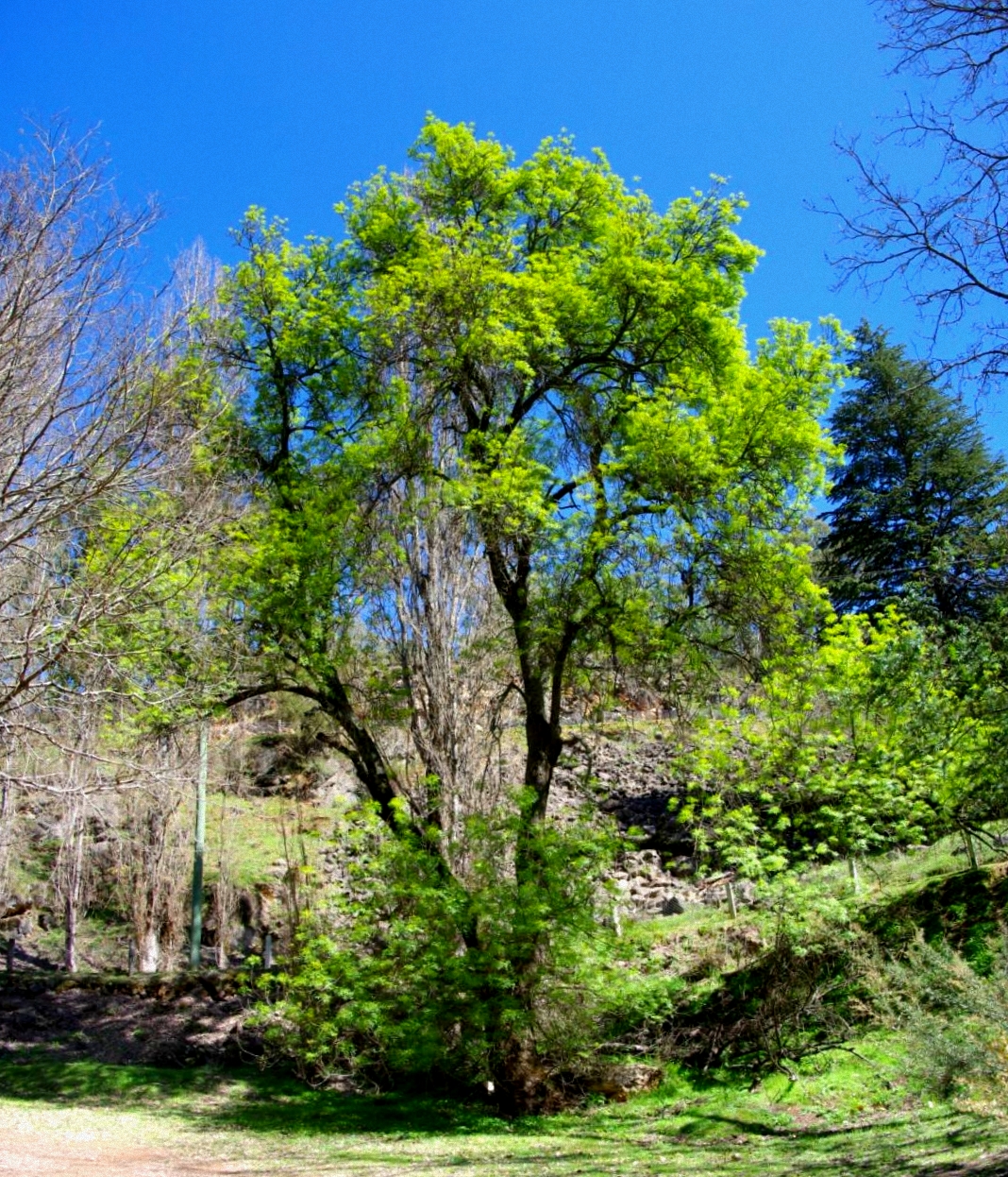 wandering in the light: The Secret Life of Treescontinues