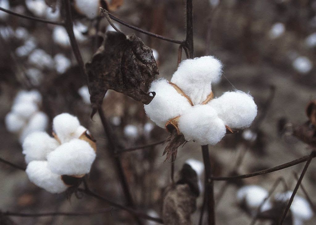 CHINAR SHADE : WAS COTTON GROWN IN KASHMIR