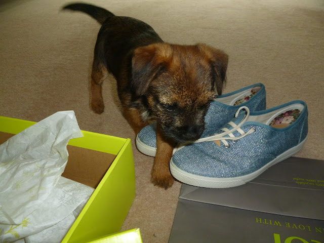 Puppy explores box and shoes from Hotter shoes