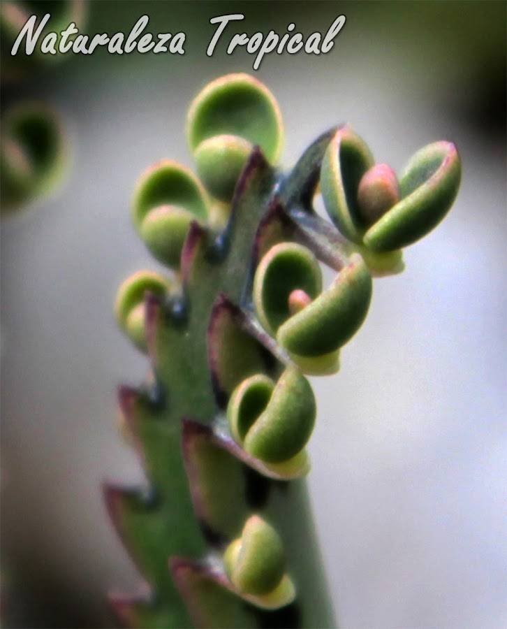 Plántulas generadas en el borde de las hojas de una planta suculenta, Kalanchoe daigremontiana