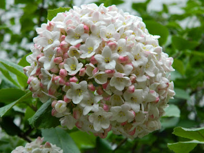 Closeup of white Fragrant Snowball Viburnum x carlcephalum flower in bloom by garden muses: a Toronto gardening blog