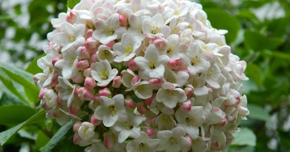 Worcester College Gardeners 2009 2018 Viburnum Plicatum Mariesii