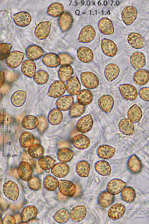 Cortinarius infractus