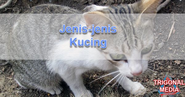 Jenis Jenis Kucing Trigonal Media