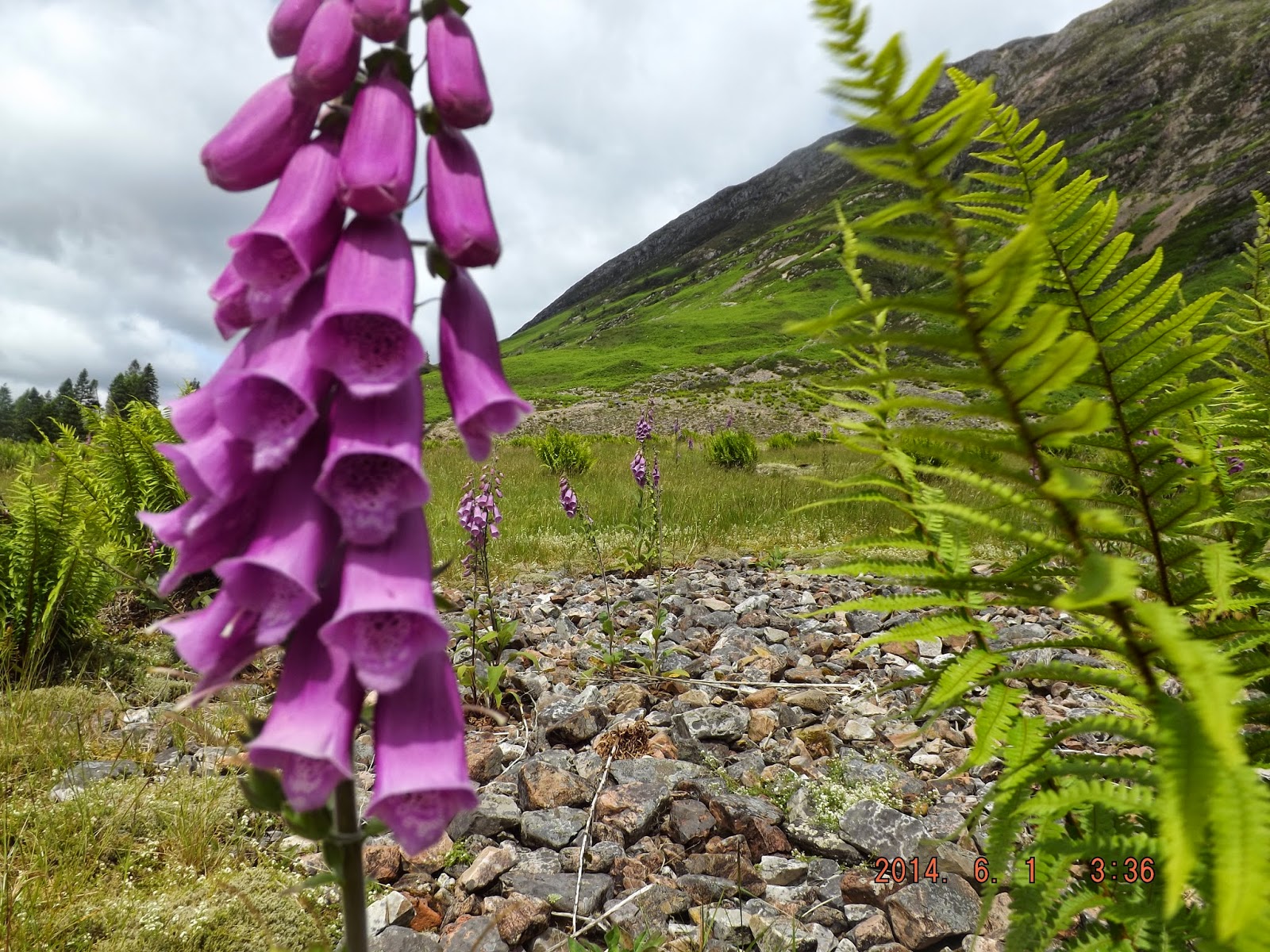 Glencoe és a gyűszűvirág Glencoe völgye tele van rózsaszín gyűszűvirágokkal