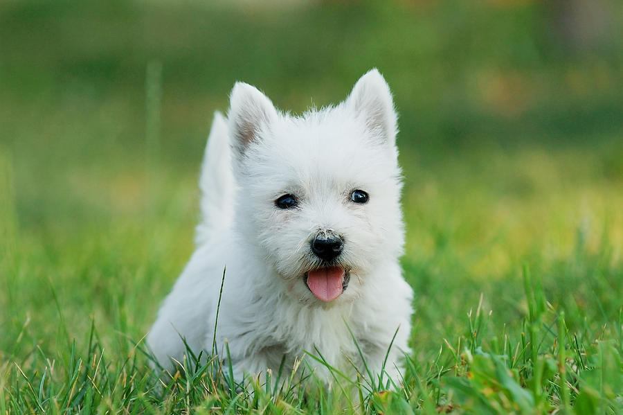 Lil' Dog Whisperer: Fun and Feisty, The West Highland Terrier