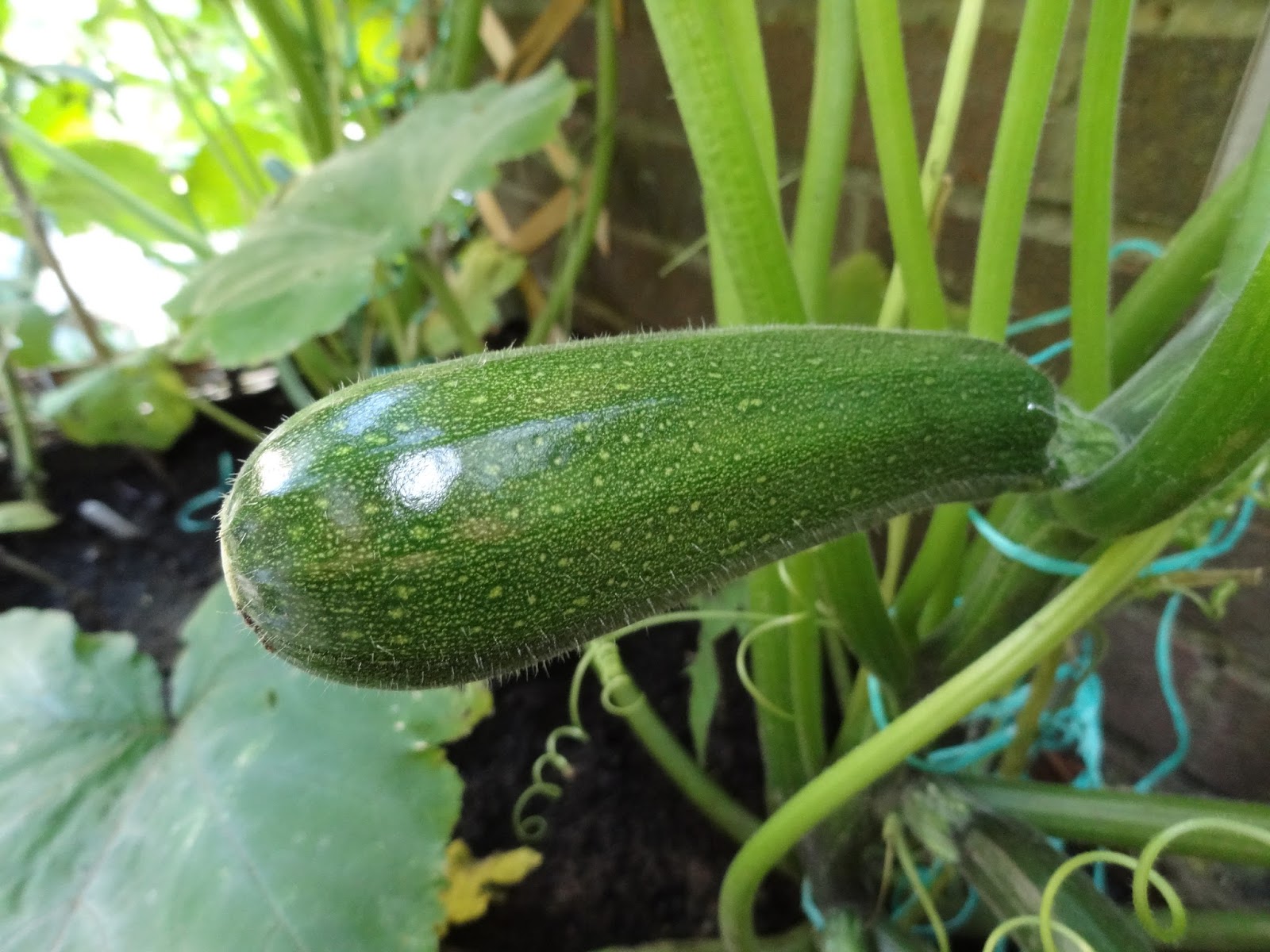Down on the Allotment June 2016