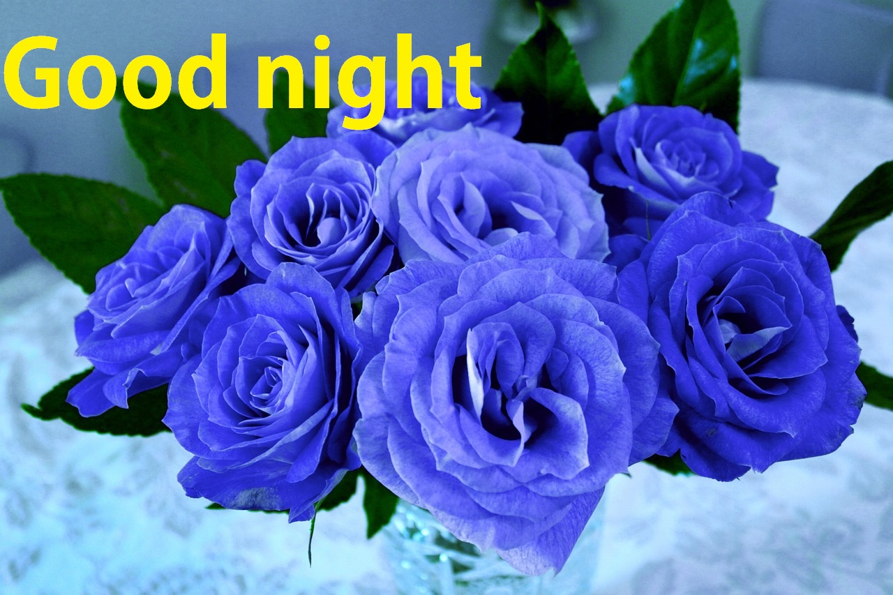 Good Night Rose Flower Images | Beautiful and Romantic Good Night Rose -  Your Hop