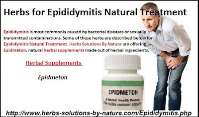 5-Herbs-for-Epididymitis-Natural-Treatment 5-Herbs-for-Epididymitis-Natural-Treatment