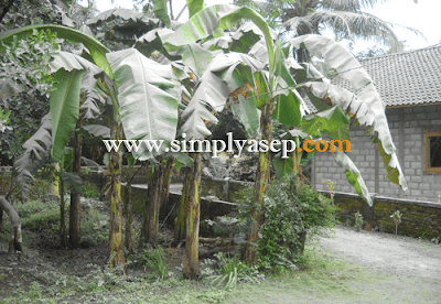 Daun daun pisang yang tumbuh di depan rumah di Jogjakarta juga tidak luput tertimpa debu debu Gunung Merapi.  Foto dokumentasi Asep Haryono